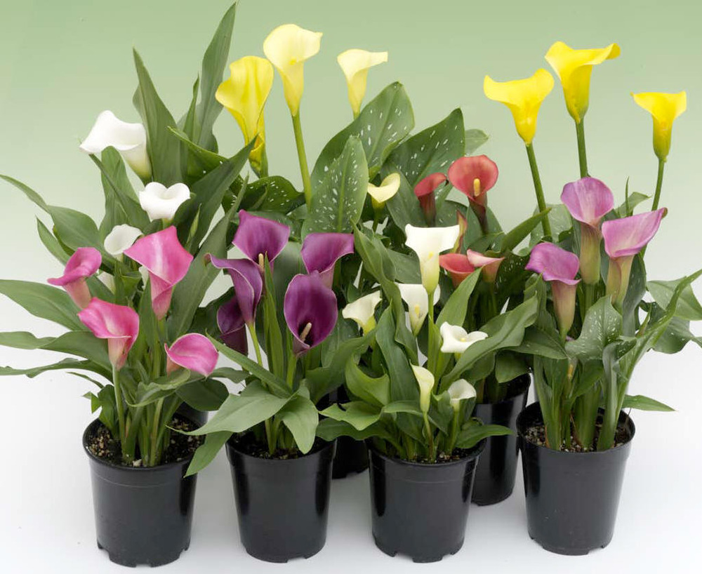 How Can Grow Care for calla lilies of Guied